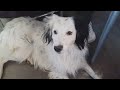 Doggo under my desk