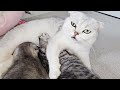 The way the mother cat loves her kitten is very strongly 🤗 So cute