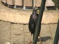 birds nl... common starling