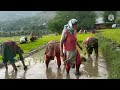 kashmiri farming song ❣️ padhay special /kashur tradition and culture