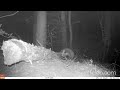 Young badgers out of the den compilation full. Amersfoort - The Netherlands