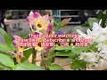 养不死的石斛兰（好养，易开花又好看）Dendrobium orchids will never die (easily grow/care, bloom easily & beautiful)