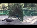 Peacock Display Part 1