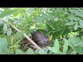 Dove Birds // Baby Dove Life // Nest of Dove Wild Birds