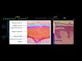 Introduction to Skin Cancer #1: Basic Histology and Anatomy