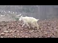 Quandary Peak Goats - July 20, 2013