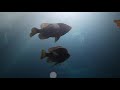 Devils Den Dive/ OrcaTorch D530 Light Review