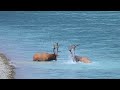 Huge Elk Bull's Epic Fight For the Toughest Elk Rut Territory