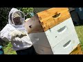 Hive Inspections 6/24/24