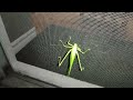 Katydid