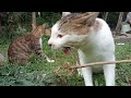 cat eat grass-root