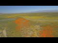 Poppy Fields, Lancaster, CA Large