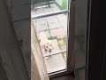 This Dog Knocks on A Door… Wow