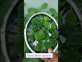 Organic Small Bitter gourds harvest