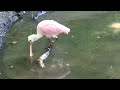 Sylvan Heights Bird Park - Roseate Spoonbill