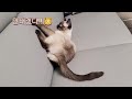 왕꿈틀이와의 치열한 싸움. 귀여운 샴 고양이. cute cat.siamese