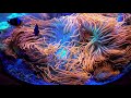 Huge Anemones 1/17/2021