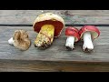 mushrooms from Oktober Mallorca