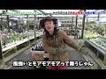 【違う違う違う】石灰の最も効果的な使い方教えます。　　【カーメン君】【園芸】【ガーデニング】【初心者】