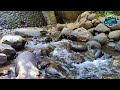 🔴 Beautiful Mountain River Sounds, Relaxing Nature Sounds, Best for Sleep, Study, ASMR