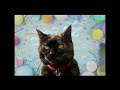 Create A Celebration Photo of Your Cat