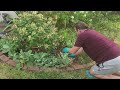 Flower Bed Cleanup/Maintenance East Garden//Gardening with Grayson