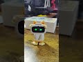 AIBI Robot- Sings in full Ginger cat costume.   #aibi #livingai #aibipocketrobot #aibirobot #robot