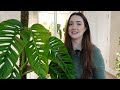 Plant Feature of the Month! 🪴 | New Series Featuring Monstera Adansonii | Episode 1