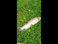 CAUGHT A HUGE RAINBOW TROUT IN BY BACKYARD!!!