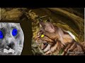 Коти Вояки Тигрозір (ч.о.)   Warrior cats Tigerstar PMV