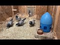 2022 racing pigeons breeding update | trap training young birds