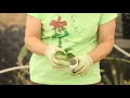 Propagating Common Lilac From Cuttings