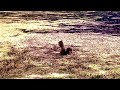 Squirrel Eating Acorns Standing up Tall! #animal #nature #yummy #cute #viralvideo #viralvideos