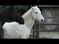 Our new horse Dirk enters the herd for the 1 time. Ons nieuwe paard gaat voor het eerst in de groep.