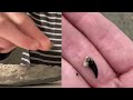 Fossil Hunting Along The Jurassic Coast (Amazing Finds!)