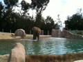 Elephant Surprise.MOV