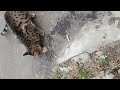 Domestic Outdoor Kitten is eating fish and meowing