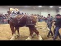 Orangeville, Horses Pull 18000 lbs (2013)