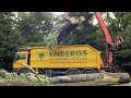 Dangerous Fastest Chainsaw Cutting Tree Machines, Big Felling Tree Heavy Equipment Machine