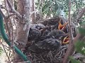 Robin Chicks