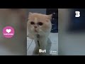These Cats Can Speak English Better Than Hooman  😸 Funny Cats Compilation