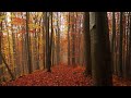 Enchanted Forest Soundscapes and Study Music | Relax 🌲