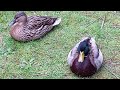 Mallard (Duck)   ---   The Amazing Contrast between a Male and a Female