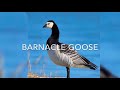 All Wild Goose Species