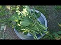 sarson ka saag | beautiful sarson | sarson ka keth