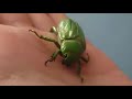 Pet Beetles!