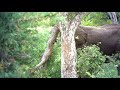 NALEDI GAME LODGE - BULL ELEPHANT IN MUSTH SNAPS A TREE