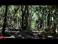 Beginilah Kondisi Jalan Menuju Alas Purwo Banyuwangi Saat Ini - Hutan Paling Angker Di Jawa