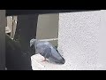 The Pigeon getting annoyed with the sound during it's afternoon Nap time !!🤦‍♀️🤦‍♀️160724 ,1.10 p.m