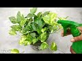 Best natural liquid fertilizer for plants , specially money plants